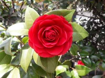 SDC10095-동백꽃.jpg